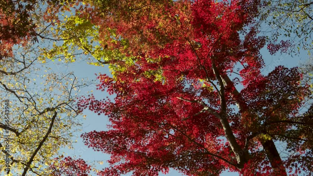 Looking up slow motion rotating shot over tall fall color trees in red and yellow Looking up slow motion rotating shot over tall fall color trees in red and yellow