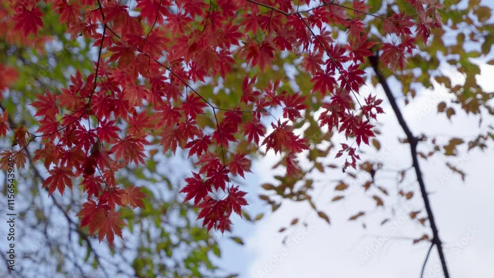 Slow motion scenery over red maple leaf tree looking up against blue sky Slow motion scenery over red maple leaf tree looking up against blue sky