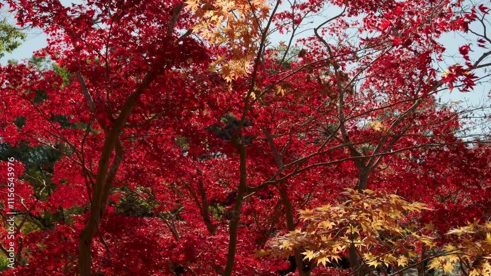 Beautiful wall of red maple leaf trees, slow motion shot Beautiful wall of red maple leaf trees, slow motion shot