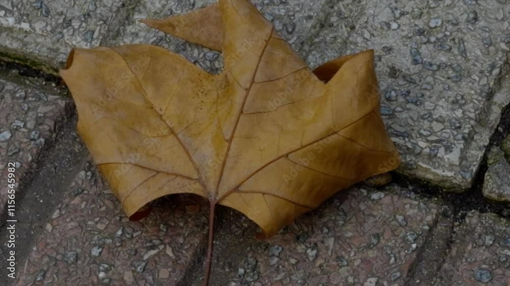 Close Up Wet Brown Leaf Over Bicolor Pavement City Sidewalk Vegetation Close Up Wet Brown Leaf Over Bicolor Pavement City Sidewalk Vegetation