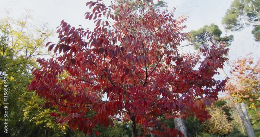Beautiful slow motion shot of a radiant red tree in the sunlight at El Retiro park in Madrid during the autumn season. Beautiful slow motion shot of a radiant red tree in the sunlight at El Retiro park in Madrid during the autumn season.