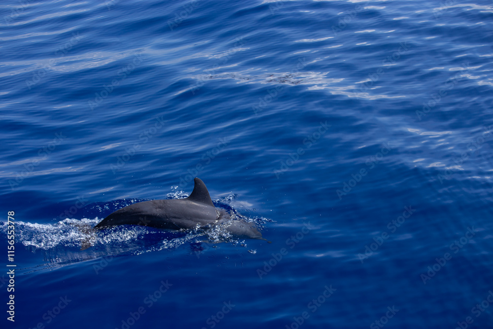 Fototapeta premium A sleek dolphin glides just beneath the ocean's calm, blue surface, creating gentle ripples and a splash. Sunlight reflects softly on the water,