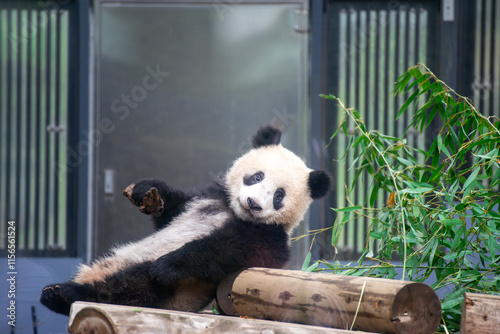 Playful Panda Relaxing at Ueno Zoo photo