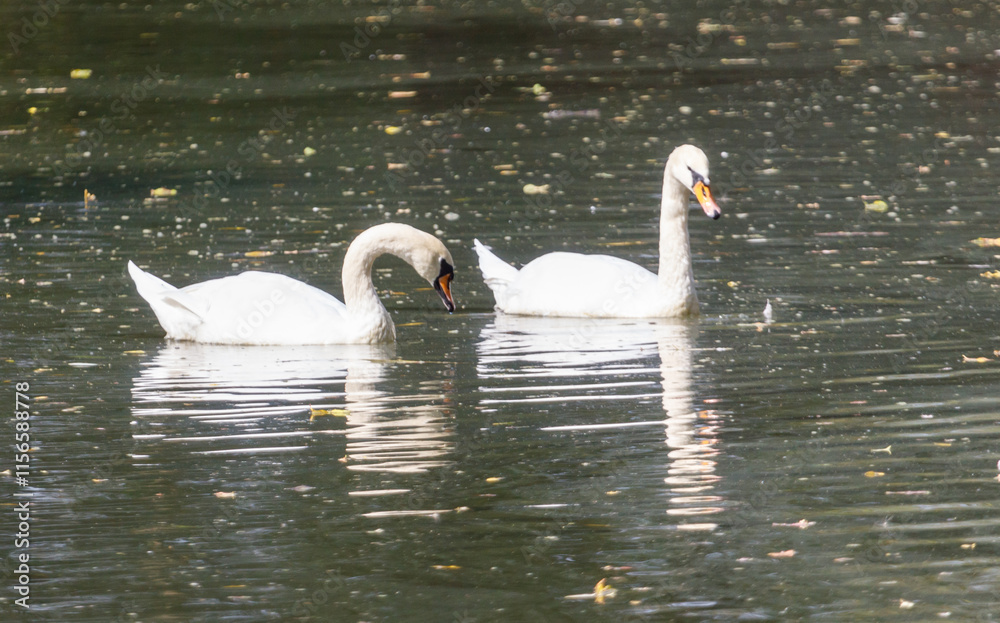 Fototapeta premium Two swans are swimming in a pond