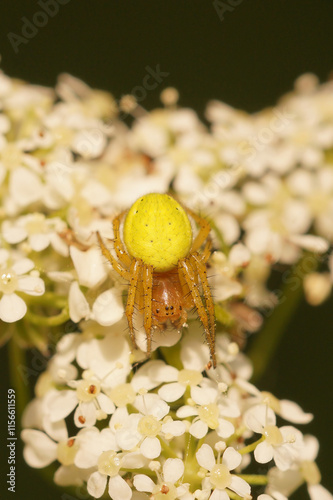 Vertical closeup on a colorful cucumber green spider Araniella cucurbitina photo
