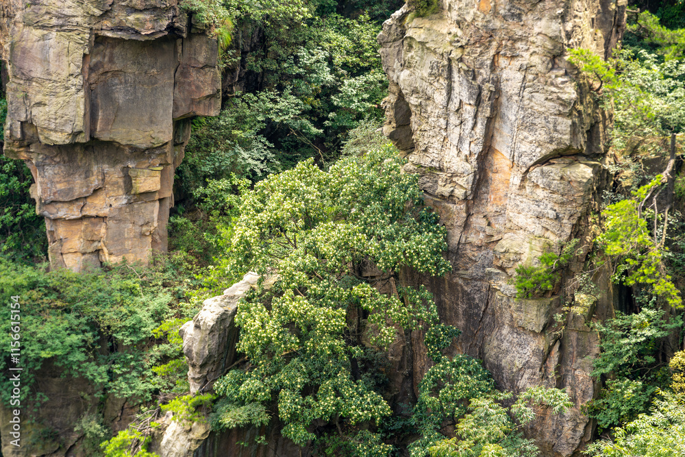 Mountains and forests in Zhangjiajie scenic area, Hunan Province, China