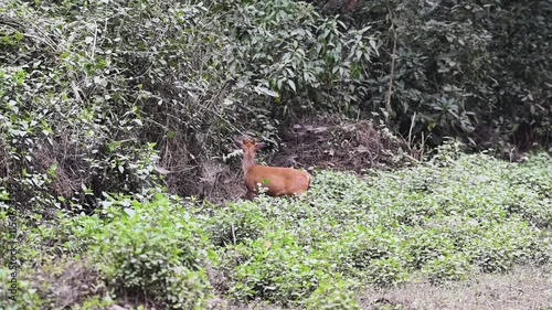 Indian muntjac making its way into the thiket in Corbett national park photo