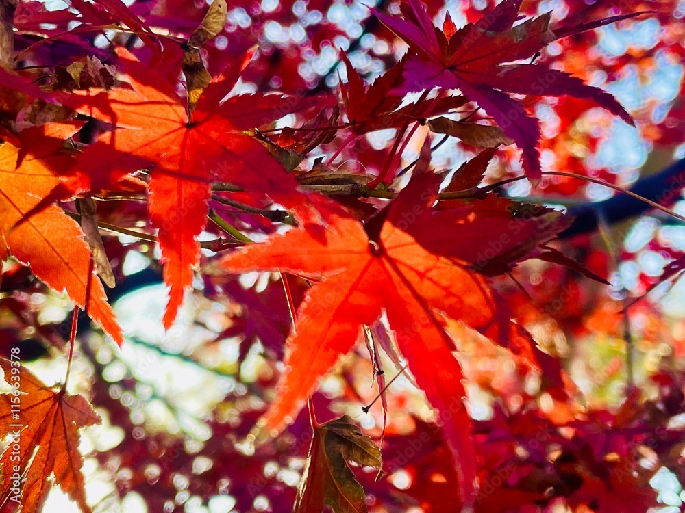 Beautiful color Momiji, Japanese maple leaves turn red in autumn Beautiful color Momiji, Japanese maple leaves turn red in autumn