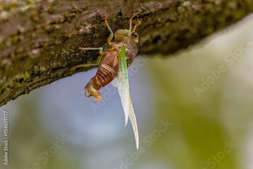 The dog-day cicada (Neotibicen canicularis). The final stage of the larval to adult insect transformation photo