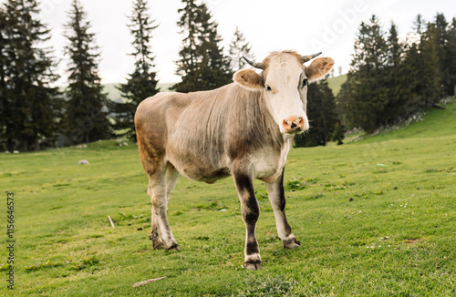 Wallpaper Mural A curious young cow standing on a lush green meadow, surrounded by pine trees in a serene mountain landscape, symbolizing rural and pastoral life. Torontodigital.ca