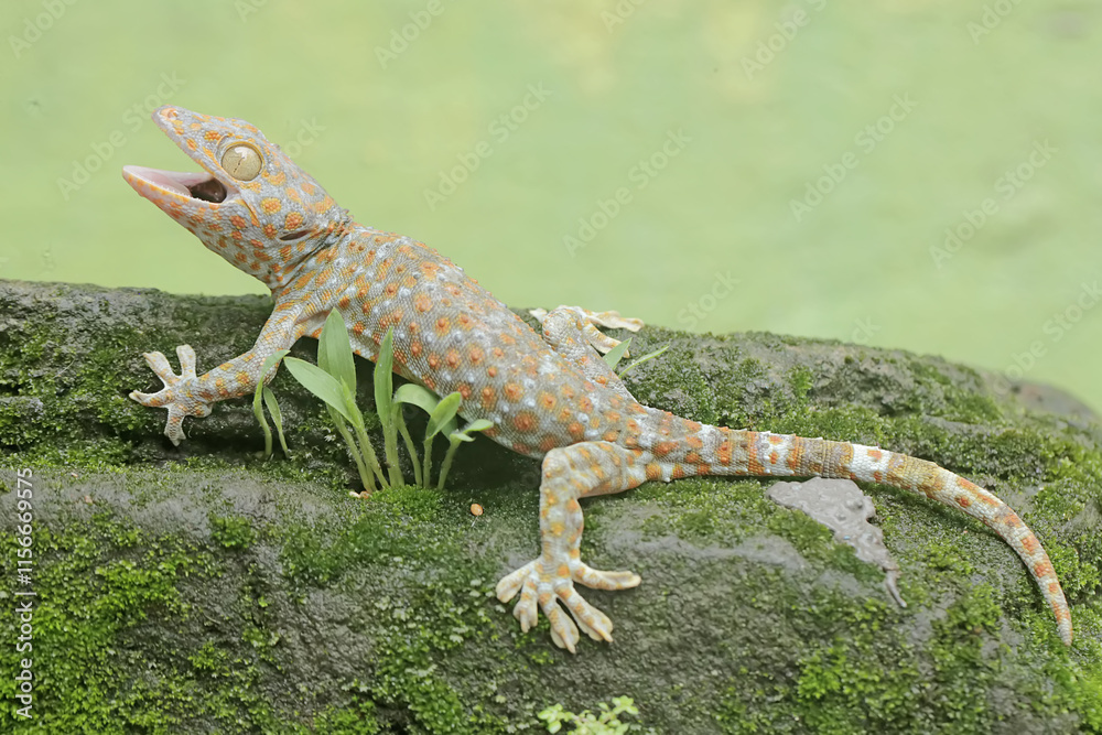 Naklejka premium A tokay gecko is basking on moss-covered ground. This reptile has the scientific name Gekko gecko.