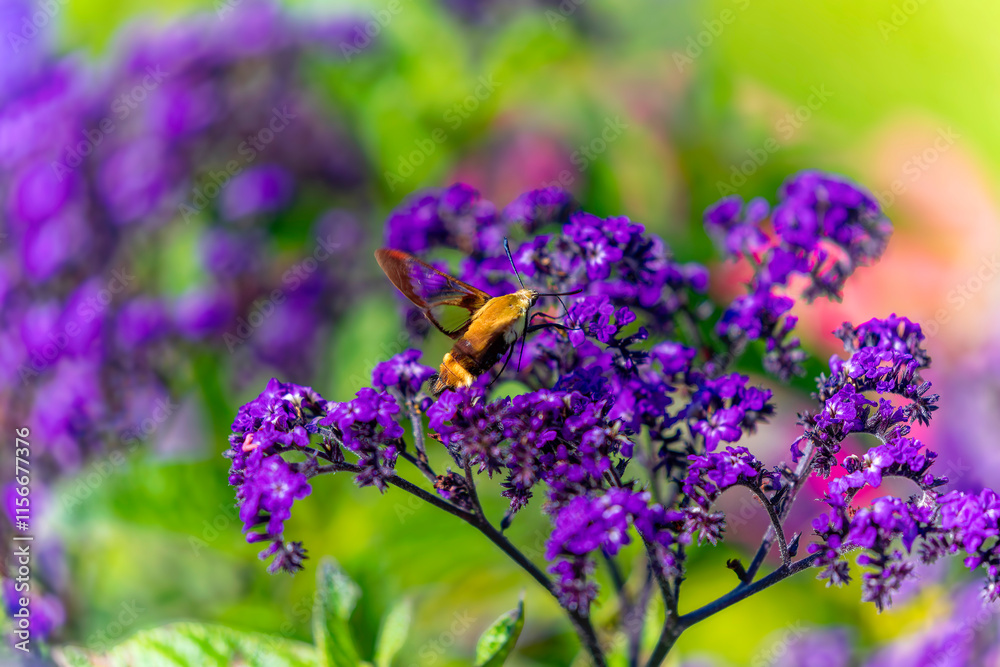 Hummingbird hawk - moth (Macroglossum stellatarum) Hummingbird hawk - moth (Macroglossum stellatarum)