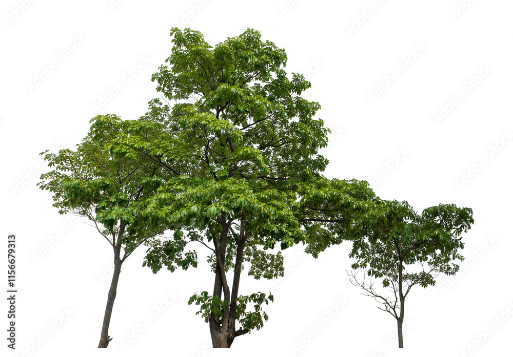 Obraz premium Green trees isolated on transparent background with clipping path and alpha channel.