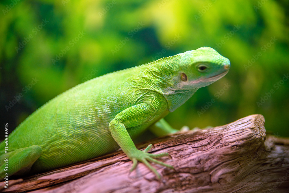 Fototapeta premium green iguana peeking from behind a rock
