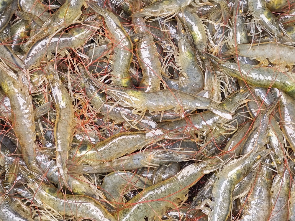 Freshly Harvested Vannamei Shrimp Ready for Market Freshly Harvested Vannamei Shrimp Ready for Market