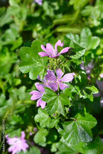 Common mallow flowers photo