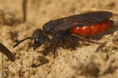 Closeup on a colorful red cleptoparasite White-lipped Blood Bee, Sphecodes albilabris photo