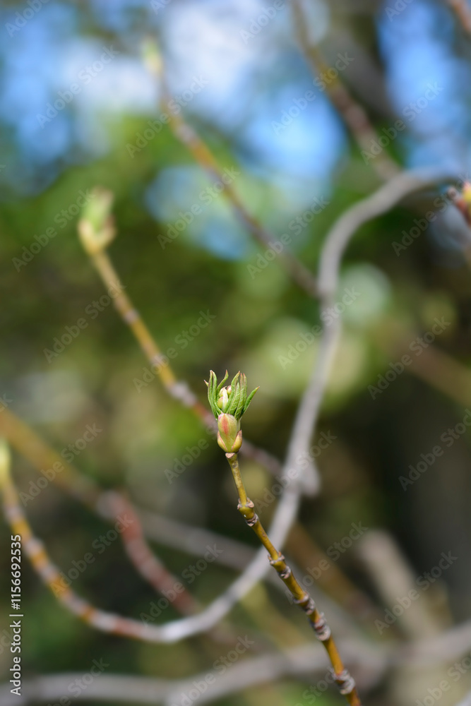 European bladdernut branch with buds European bladdernut branch with buds