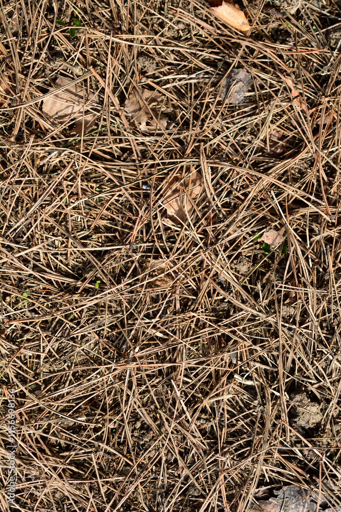 Black pine dry needles on the ground Black pine dry needles on the ground