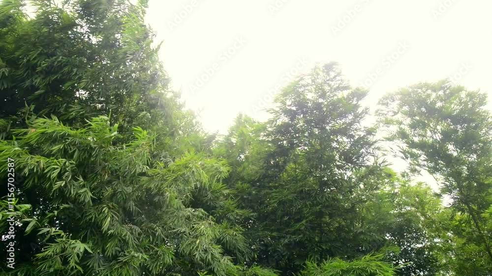 Bamboo in the Wind Bamboo in the Wind