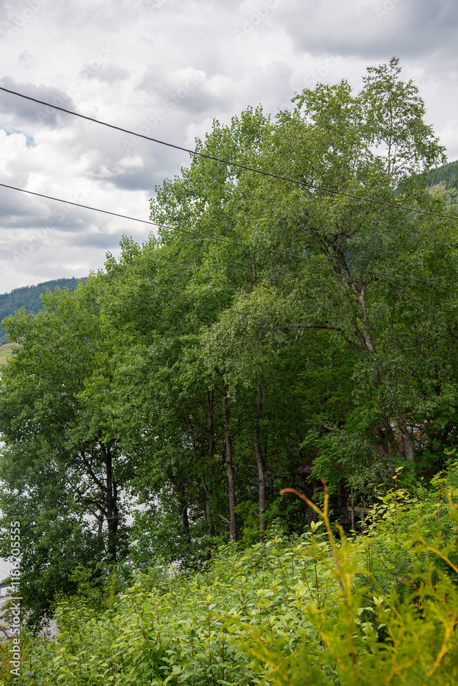Fototapeta premium Green trees with bushes in the foreground and electric wires winding through the branches.