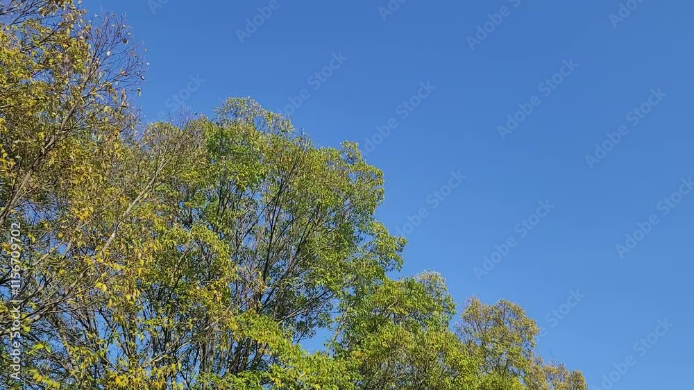 青空の下で揺れる木々や葉/Trees and leaves swaying under the blue sky/푸른 하늘 아래 흔들리는 나무와 잎 青空の下で揺れる木々や葉/Trees and leaves swaying under the blue sky/푸른 하늘 아래 흔들리는 나무와 잎