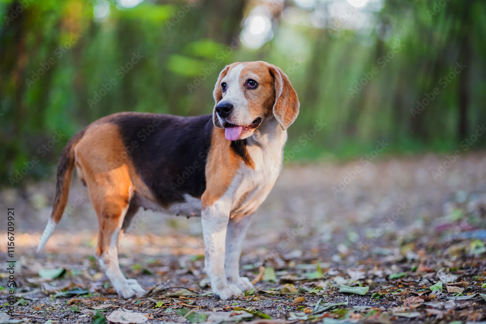 Portrait of a cute beagle dog standing on the floor which cover by dried leaves in the forest. Portrait of a cute beagle dog standing on the floor which cover by dried leaves in the forest.