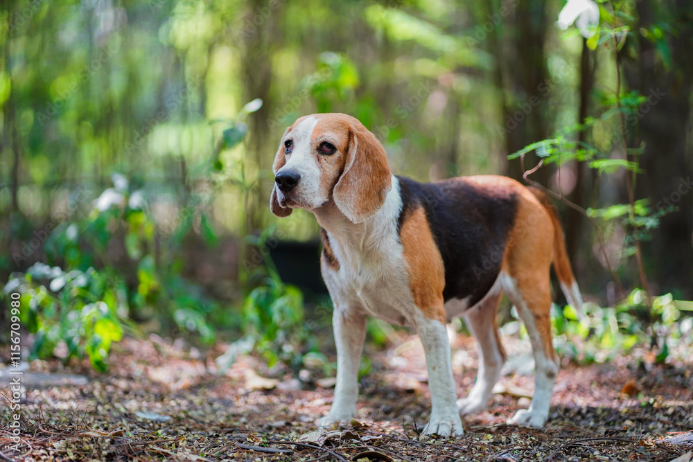Portrait of a cute beagle dog standing on the floor which cover by dried leaves in the forest. Portrait of a cute beagle dog standing on the floor which cover by dried leaves in the forest.