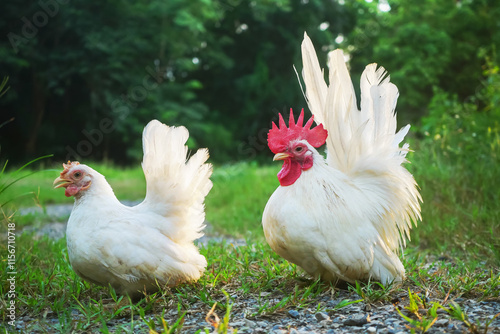 Free range white Thai bantam chickens outdoors in early morning light in a garden.