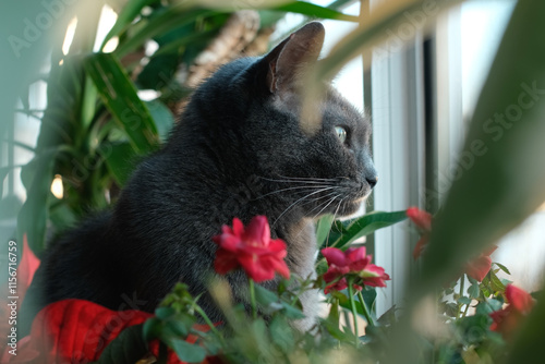 Pet by the window. Domestic gray cat sitting on windowsill looking out window