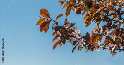 Spring flowering against the sky on a sunny day