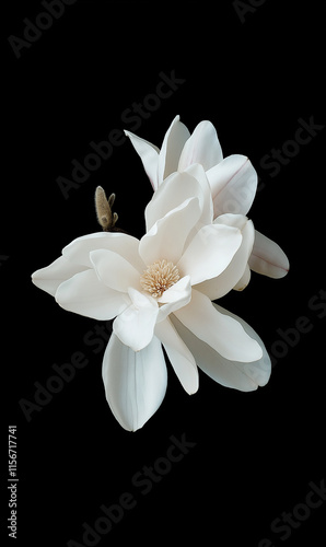 magnolia flowers