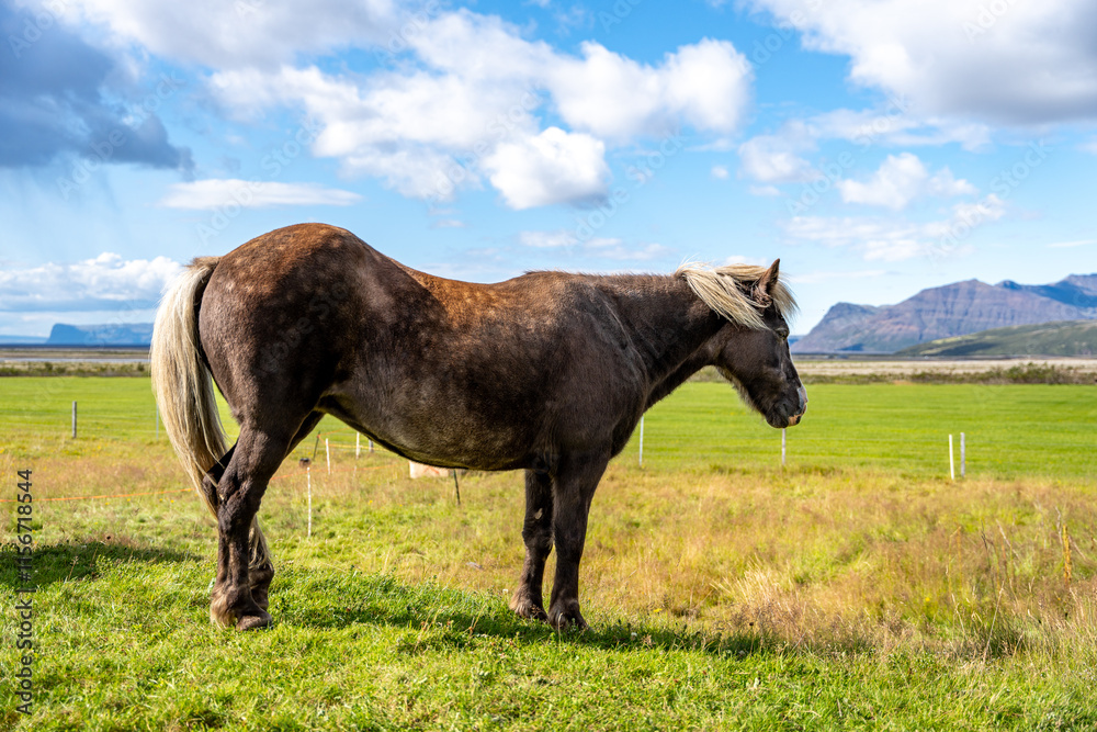 Portrait of Icelandic horse standing on grassy landscape Portrait of Icelandic horse standing on grassy landscape