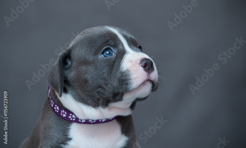 Fotografija funny cute american staffordshire terrier puppy