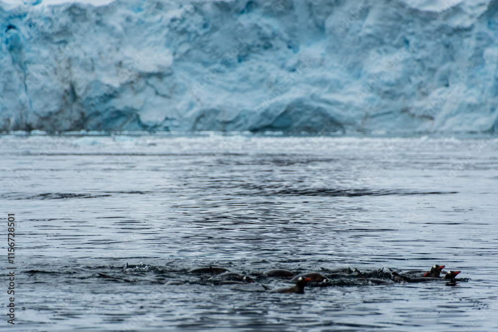 Obraz premium Telephoto of a group of Gentoo Penguins -Pygoscelis papua- jumping and swimming among the Antarctic sea ice. Antarctic Peninsula.
