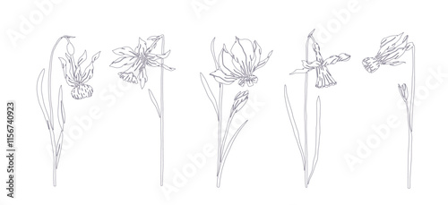 A set of botanical line sketches, outlines of spring daffodil flowers. Vector graphics.