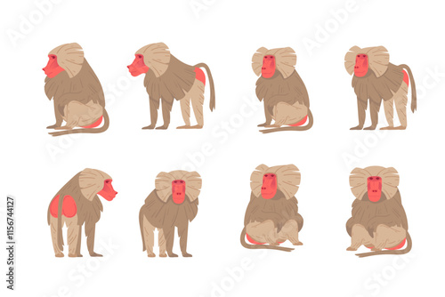 Set of Macaque. Ape with grey hair and red face. Cartoon style animal. Vector illustration isolated on white background