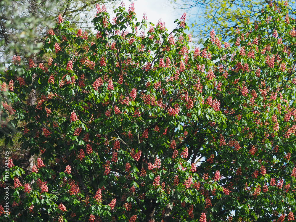 Plants in spring garden Plants in spring garden
