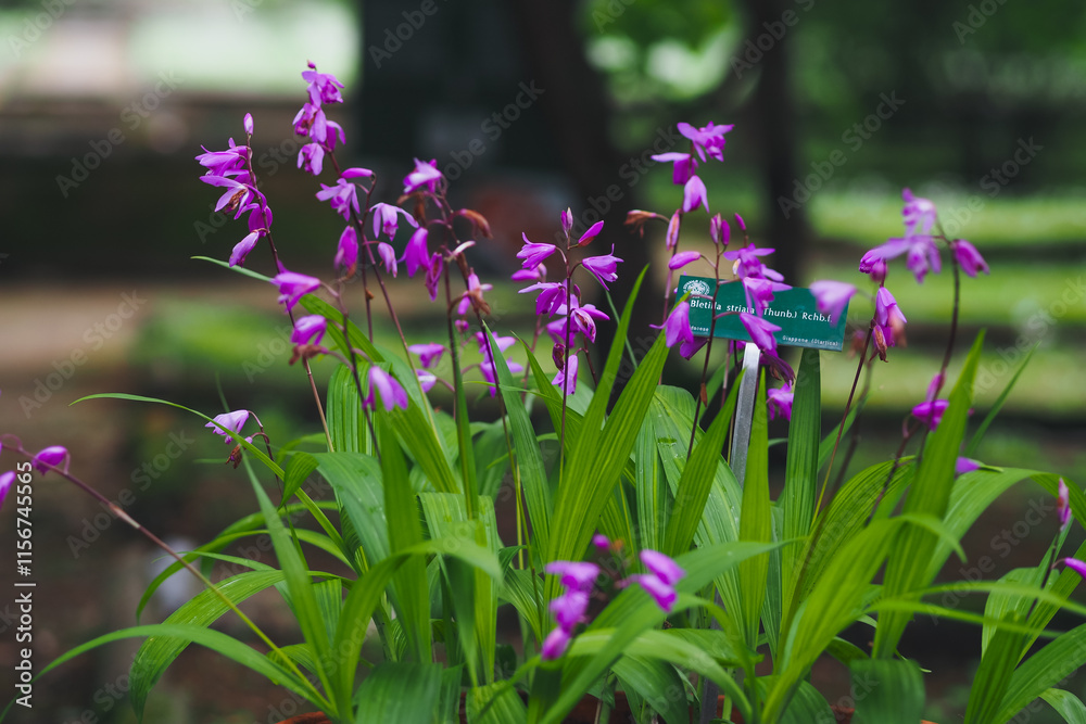Obraz premium Orchid in spring garden 