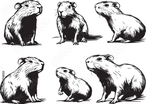 Vector graphic with a set of rodents, hand drawn