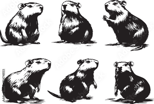 Vector graphic with a set of rodents, hand drawn