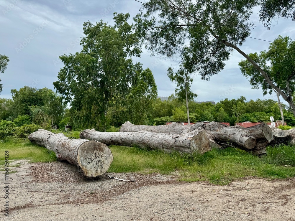 Large felled tree trunks on a grassy area, surrounded by lush green trees and a cloudy sky, evoking a natural and rustic scene Large felled tree trunks on a grassy area, surrounded by lush green trees and a cloudy sky, evoking a natural and rustic scene