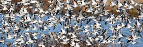 Photography Panorama of wader flock landing on a freshwater coastal scrape