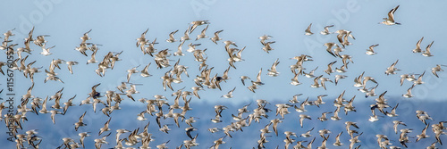 Photos Panorama of large wader flock against diffused blue background