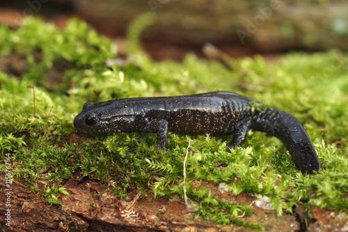 Close up on a juvenile white speckled Hynobius hirosei, an endemic Japanese streamside salamander on green moss