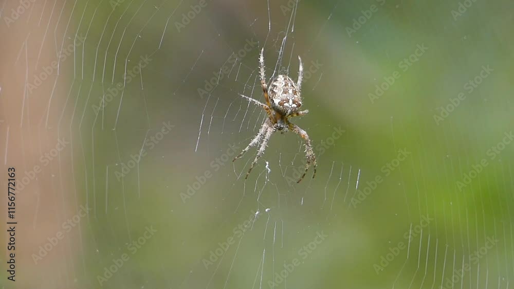 spider on the web spider on the web