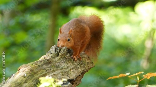 red squirrel on a tree