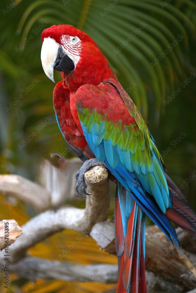 blue and red macaw blue and red macaw