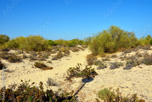 Tavira Island Beach (Praia da Ilha de Tavira) tavira algarve portugal