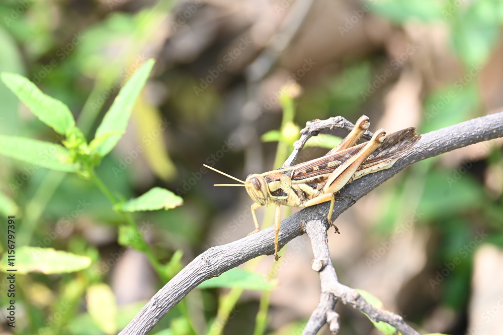 Grasshopper in the field. Its other names Schistocerca americana, American grasshopper, and American bird grasshopper. This is a species of in the family Acrididae. It is native to North America. Grasshopper in the field. Its other names Schistocerca americana, American grasshopper, and American bird grasshopper. This is a species of in the family Acrididae. It is native to North America.
